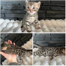 Bengal kittens - Photo 5