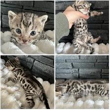 Bengal kittens - Photo 6
