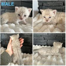 Bengal kittens - Photo 7