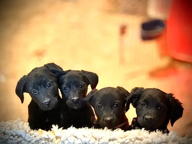 Golden Shepherd Puppies