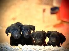Golden Shepherd Puppies