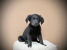 Golden Shepherd Puppies - Photo 2