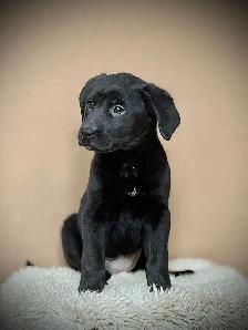 Golden Shepherd Puppies - Photo 3