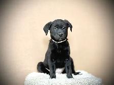 Golden Shepherd Puppies - Photo 4