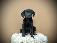 Golden Shepherd Puppies - Photo 5