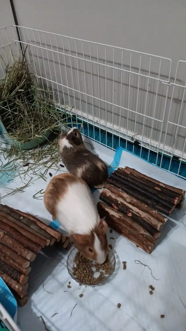 Rascally Rabbit Rescue - Fern & Freddie