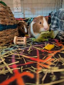 Rascally Rabbit Rescue - Fern & Freddie - Photo 2