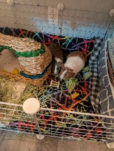 Rascally Rabbit Rescue - Fern & Freddie - Photo 3