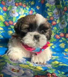 2 Male Bichon Shih Tzu Puppies Ready For Homes