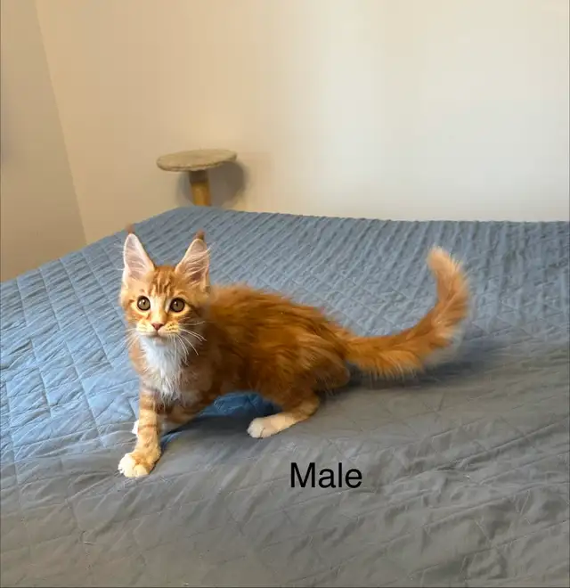 Beautiful purebred Maine Coon kittens