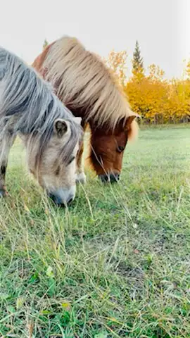 Horse Boarding - Photo 9