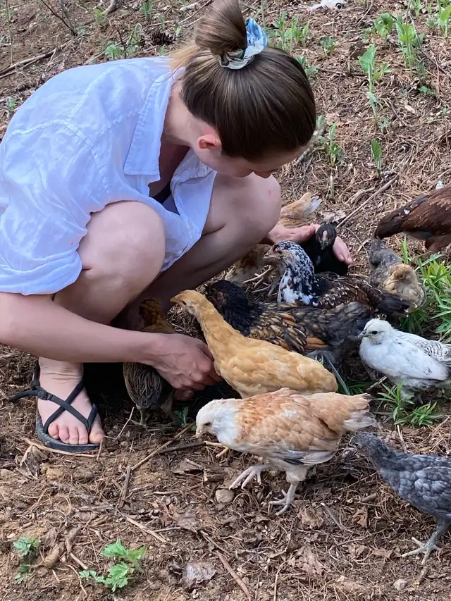 Introduction to Keeping Chickens