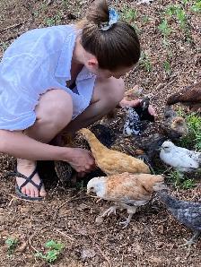 Introduction to Keeping Chickens
