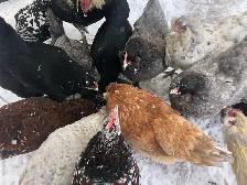 Introduction to Keeping Chickens - Photo 2