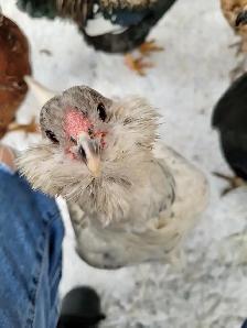 Introduction to Keeping Chickens - Photo 3