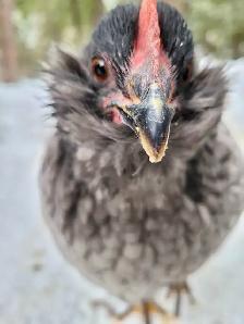 Introduction to Keeping Chickens - Photo 4