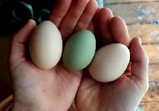 Introduction to Keeping Chickens - Photo 5