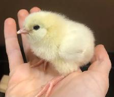 Introduction to Keeping Chickens - Photo 6