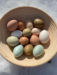 Introduction to Keeping Chickens - Photo 7