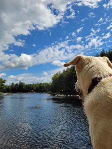 Introduction to Keeping Chickens - Photo 9