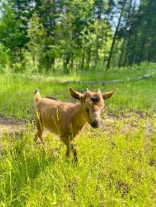 Introduction to Keeping Chickens - Photo 10