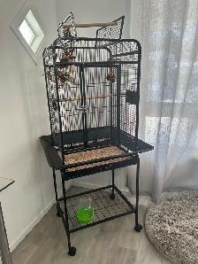 cage perroquet oiseau