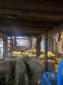lamb ready for butcher