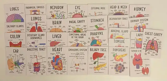 30 human organs cards (15$)