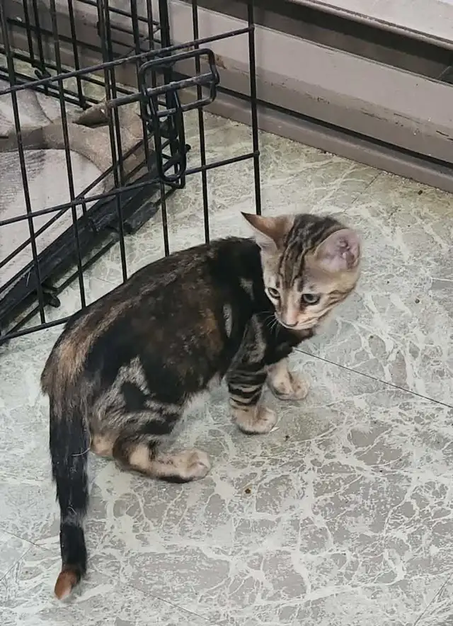 chaton femelle bengal marbré brown tortie de haute qualité  pare