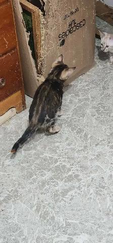 chaton femelle bengal marbré brown tortie de haute qualité  pare - Photo 2