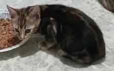 chaton femelle bengal marbré brown tortie de haute qualité  pare - Photo 3