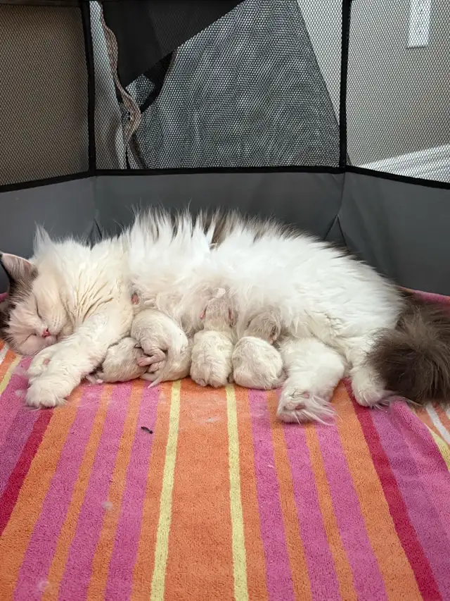 Purebred Ragdoll Kittens