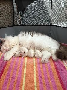 Purebred Ragdoll Kittens