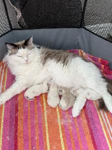 Purebred Ragdoll Kittens - Photo 2