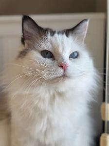 Purebred Ragdoll Kittens - Photo 3
