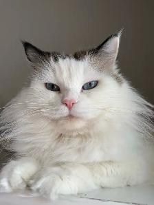 Purebred Ragdoll Kittens - Photo 4