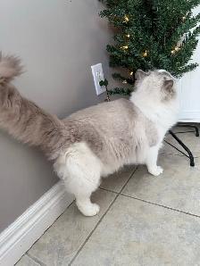 Purebred Ragdoll Kittens - Photo 7