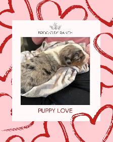 Australian Shepherd Puppies Available for Adoption! - Photo 2