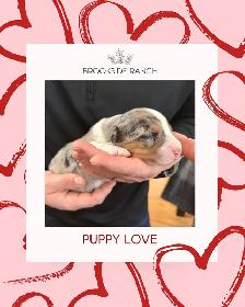 Australian Shepherd Puppies Available for Adoption! - Photo 3