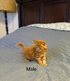 Beautiful purebred Maine Coon kittens