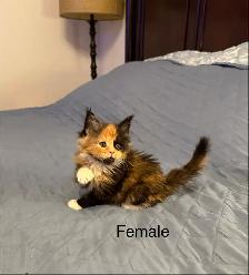 Beautiful purebred Maine Coon kittens - Photo 5