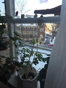 Sublet Apt Toronto - March with cat petsitting