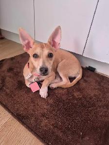 chihuahua a tete de cerfs