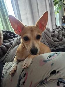 chihuahua a tete de cerfs - Photo 2