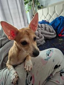 chihuahua a tete de cerfs - Photo 3