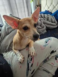 chihuahua a tete de cerfs - Photo 4