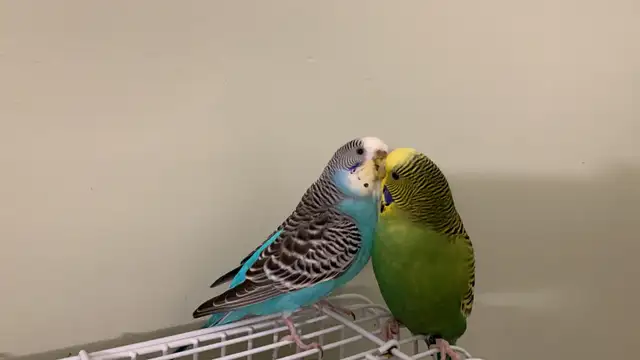 Bird sitter / Bird Boarding/ Pet sitter / Pet boarding