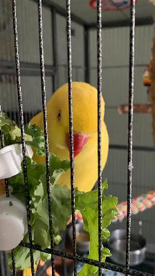 Bird sitter / Bird Boarding/ Pet sitter / Pet boarding - Photo 3