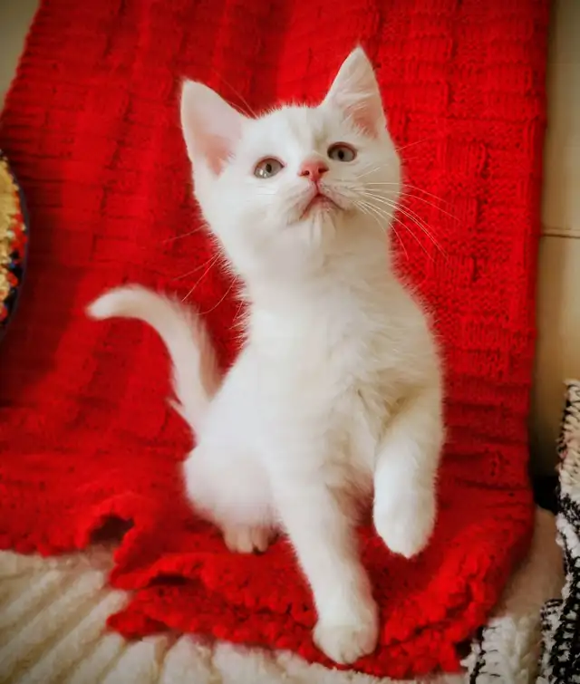 Ragdoll Kitten boy 9 weeks old