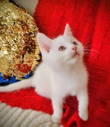 Ragdoll Kitten boy 9 weeks old - Photo 4